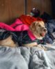 Picture of dryrobe® Dog - Black Camo Pink