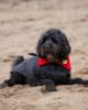 Picture of dryrobe® Dog - Black Red