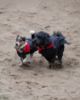 Picture of dryrobe® Dog - Black Red
